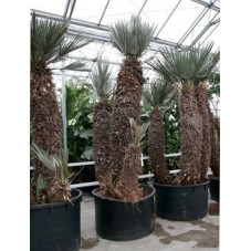 Palmier - Trithrinax campestris - 450 cm