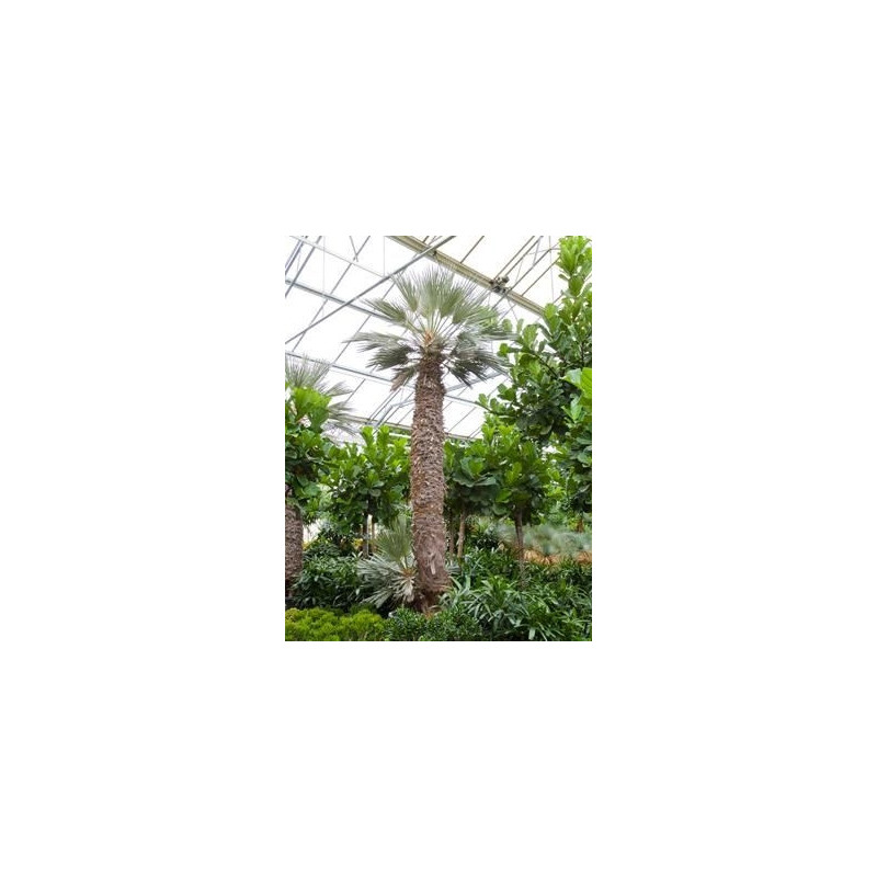 Palmier - Trithrinax campestris - 525 cm