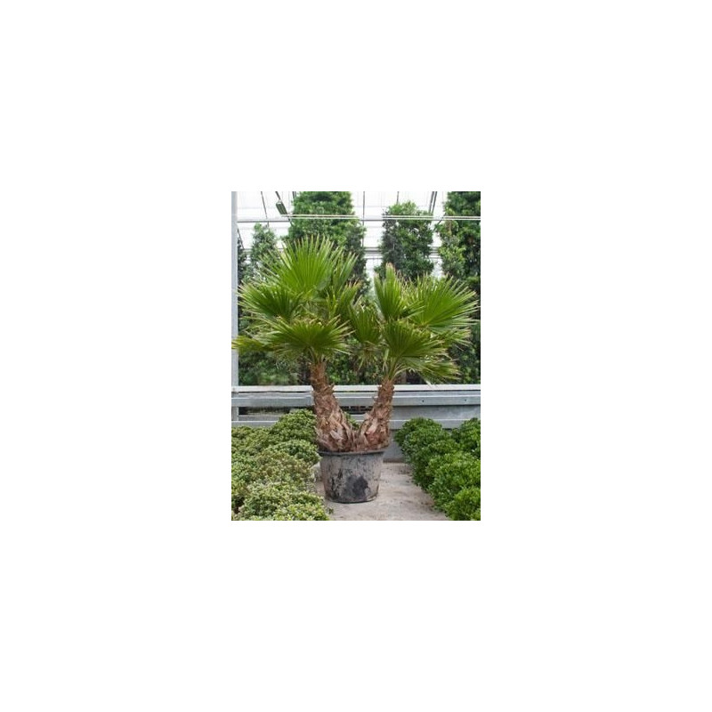 Palmier - washingtonia robusta - 270 cm