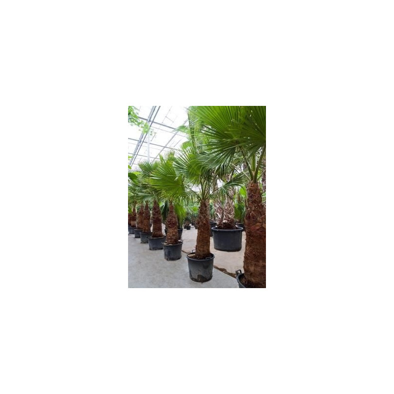 Palmier - washingtonia robusta - 280 cm
