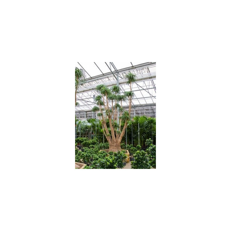 Beaucarnea recurvata Beaucarnea recurvata