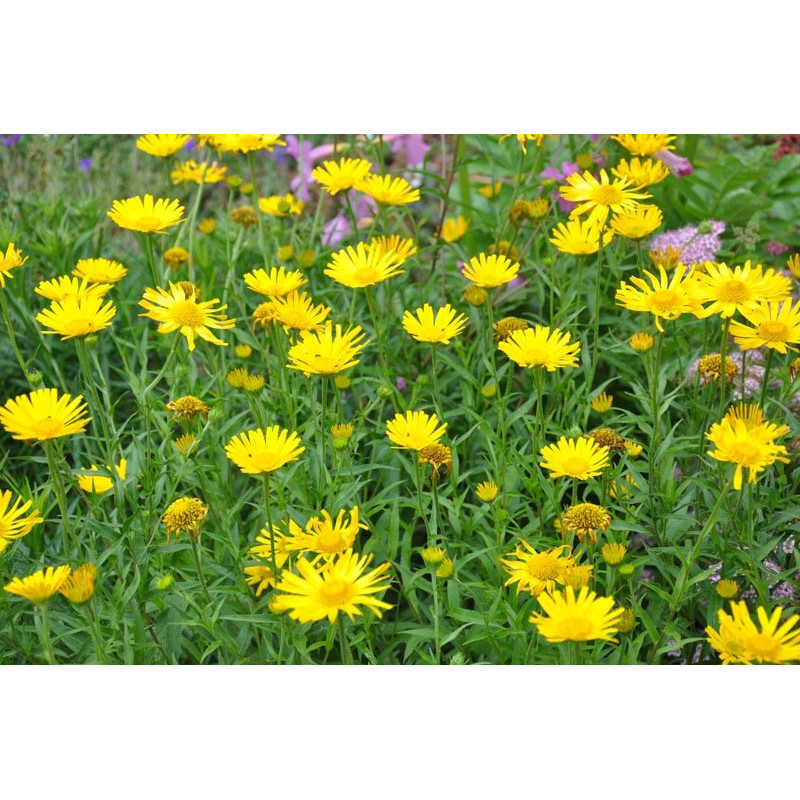 vente d'inula (inula ensifolia)