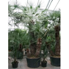 Palmier - chamaerops humilis - 350 cm