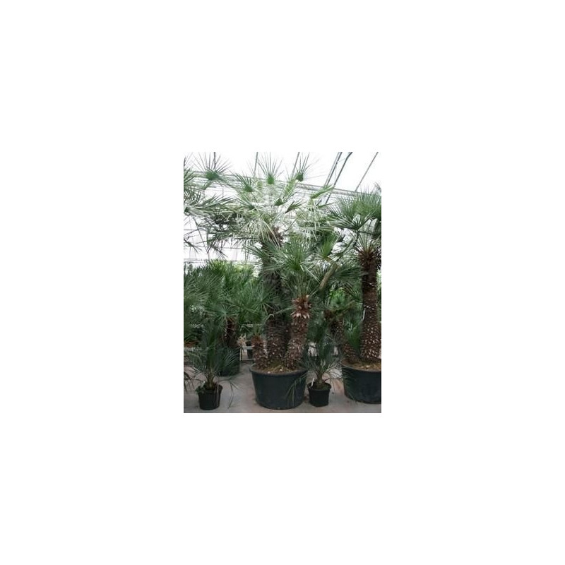 Palmier - chamaerops humilis - 350 cm Palmier - chamaerops humilis - 350 cm