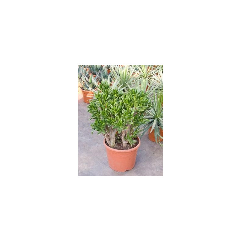 Crassula gollum Crassula gollum