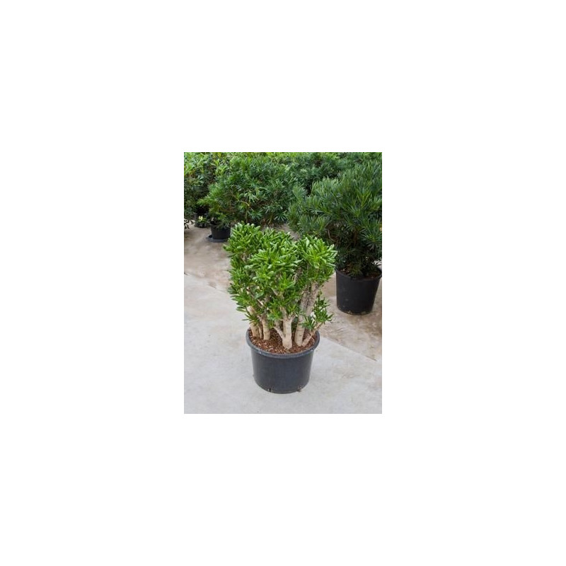 Crassula gollum 85 cm Crassula gollum 85 cm