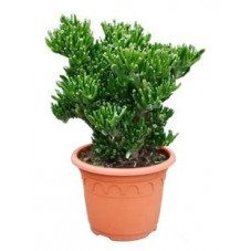 Crassula horn tree