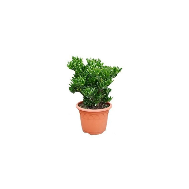 Crassula horn tree