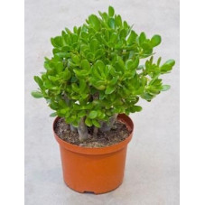 Crassula ovata - 50 cm