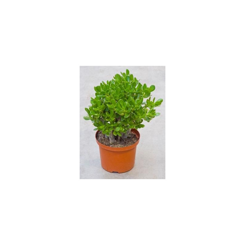 Crassula ovata - 50 cm