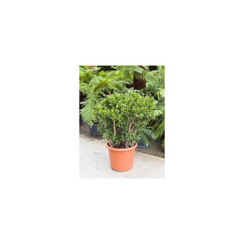 Crassula ovata - 110 cm Crassula ovata - 110 cm