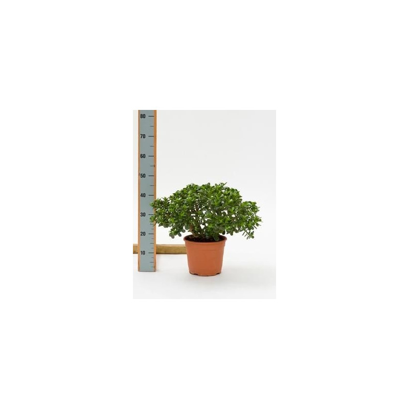 Crassula ovata minor Crassula ovata minor