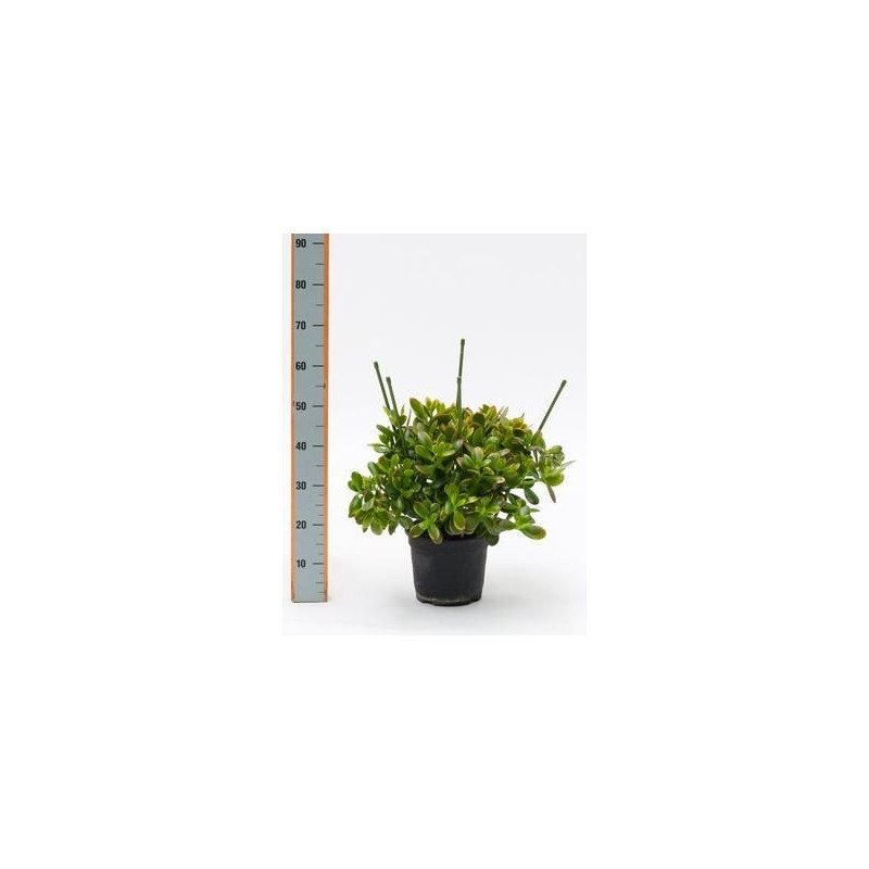 Crassula sunset Crassula sunset