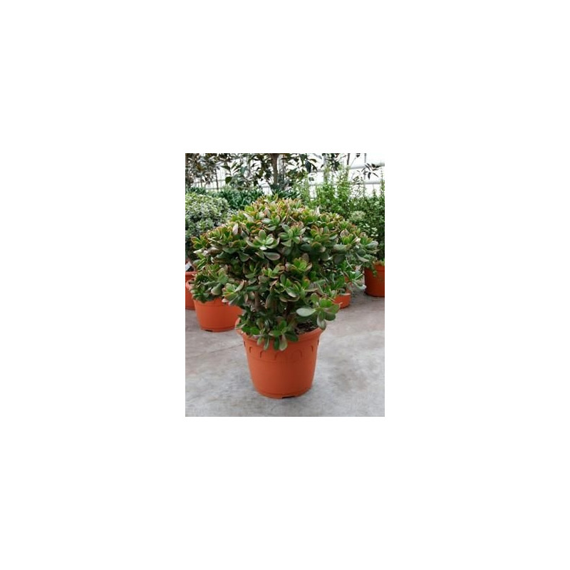 Crassula sunset - 70 cm Crassula sunset - 70 cm