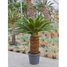 Cycas revoluta  -  160 cm