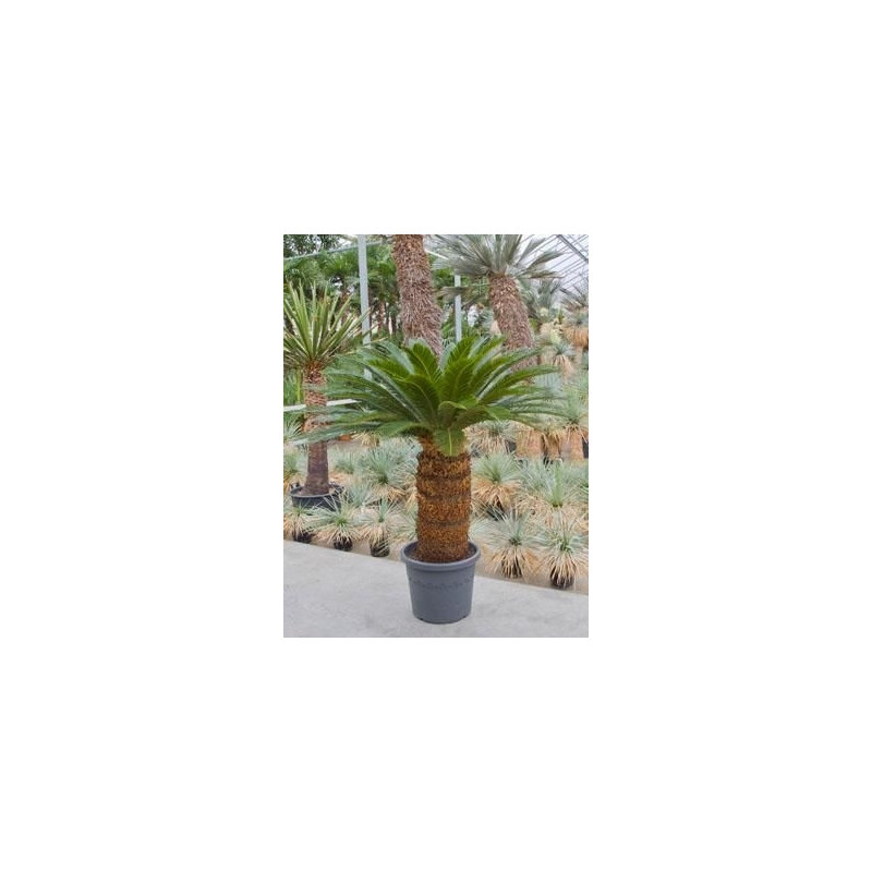 Cycas revoluta  -  160 cm