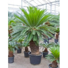 Cycas revoluta  -  200 cm