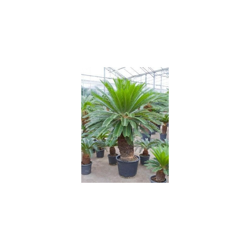 Cycas revoluta  -  200 cm