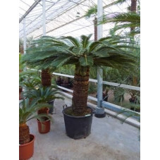 Cycas revoluta  -  250 cm