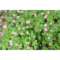 geranium (vivace)