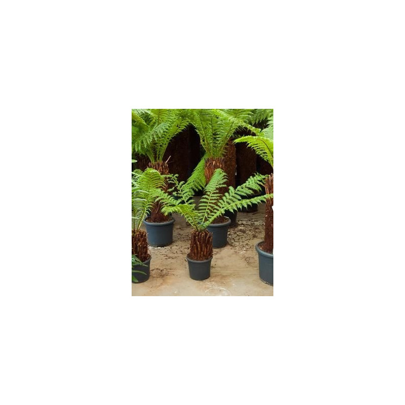 Dicksonia antartica Dicksonia antartica