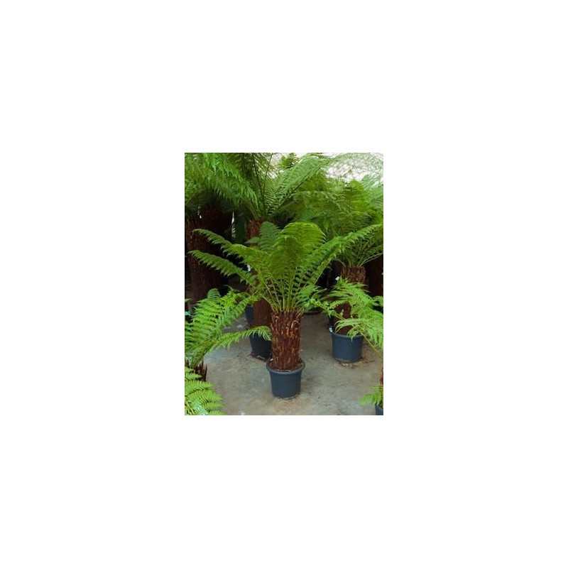 Dicksonia antartica - 170 cm Dicksonia antartica - 170 cm