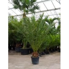 Palmier - Phoenix canariensis  - 250 cm