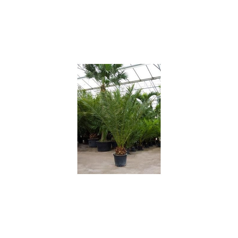 Palmier - Phoenix canariensis  - 250 cm