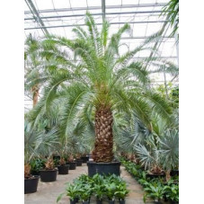 Palmier  -  phoenix canariensis  -  600 cm