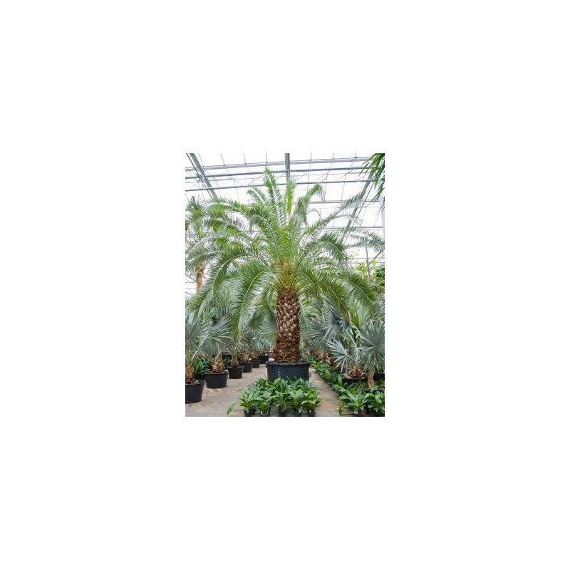 Palmier  -  phoenix canariensis  -  600 cm