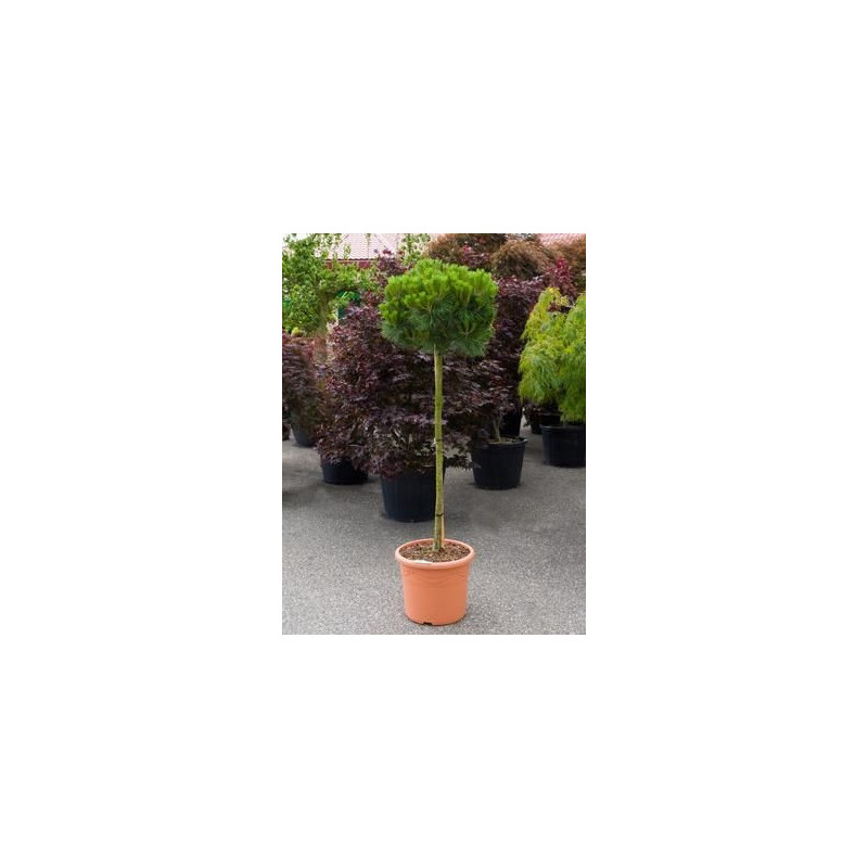 Pinus brepo - boule sur tige Pinus brepo - boule sur tige