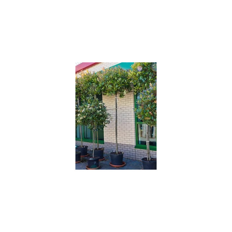 Photinia boule sur tige - 350 cm Photinia boule sur tige - 350 cm