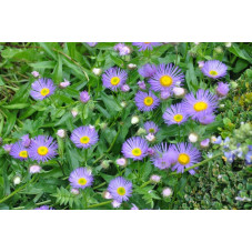 Aster de printemps et d'automne