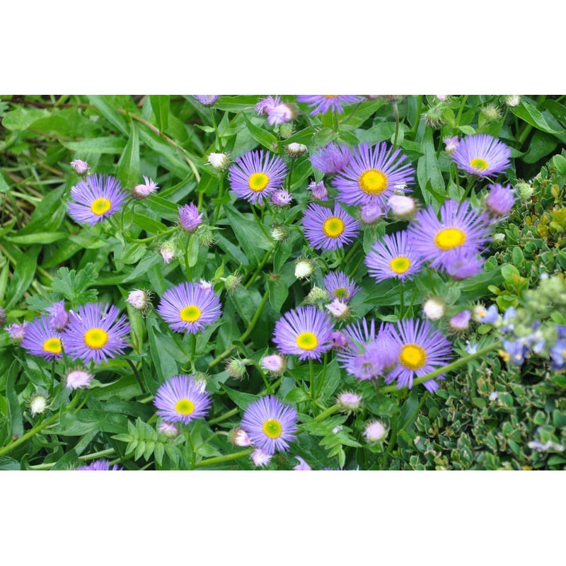 Aster de printemps et d'automne Aster de printemps et d'automne