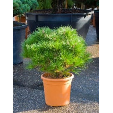 Pinus brepo