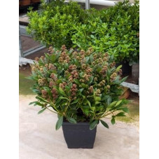 Skimmia japonica rubella