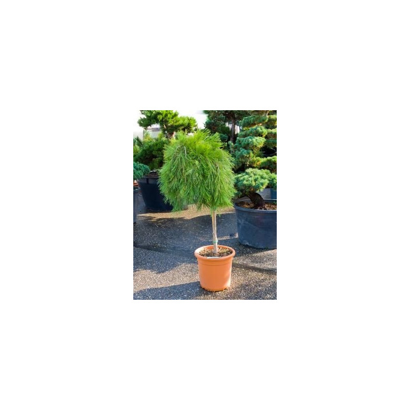 pinus densiflora pendula - tige pinus densiflora pendula - tige