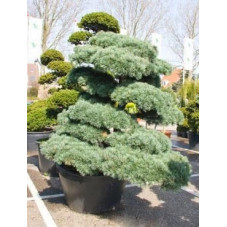 Pinus parviflora glauca - 275 cm