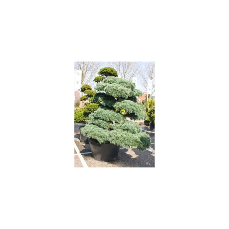 Pinus parviflora glauca - 275 cm Pinus parviflora glauca - 275 cm