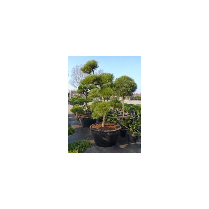 Pinus pinea - bonsaï -  300 cm