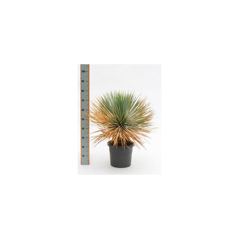 Yucca rostrata  -  80 cm