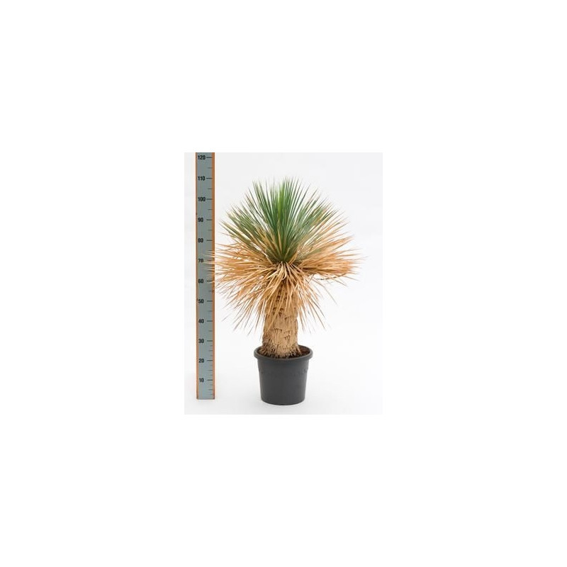 Yucca rostrata  -  100 cm