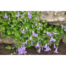 Campanula portenschlagiana (muralis)