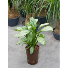 Aglaonema christina