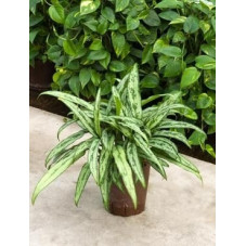 Aglaonema cutlass  -  45 cm