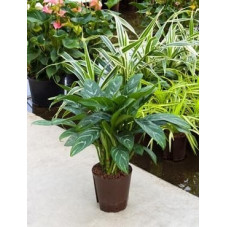 aglaonema emerald beauty