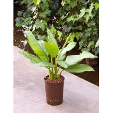 aglaonema freedman