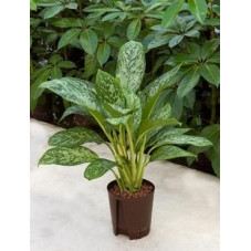 Aglaonema green light