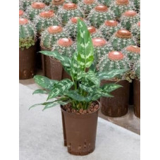 Aglaonema maria 