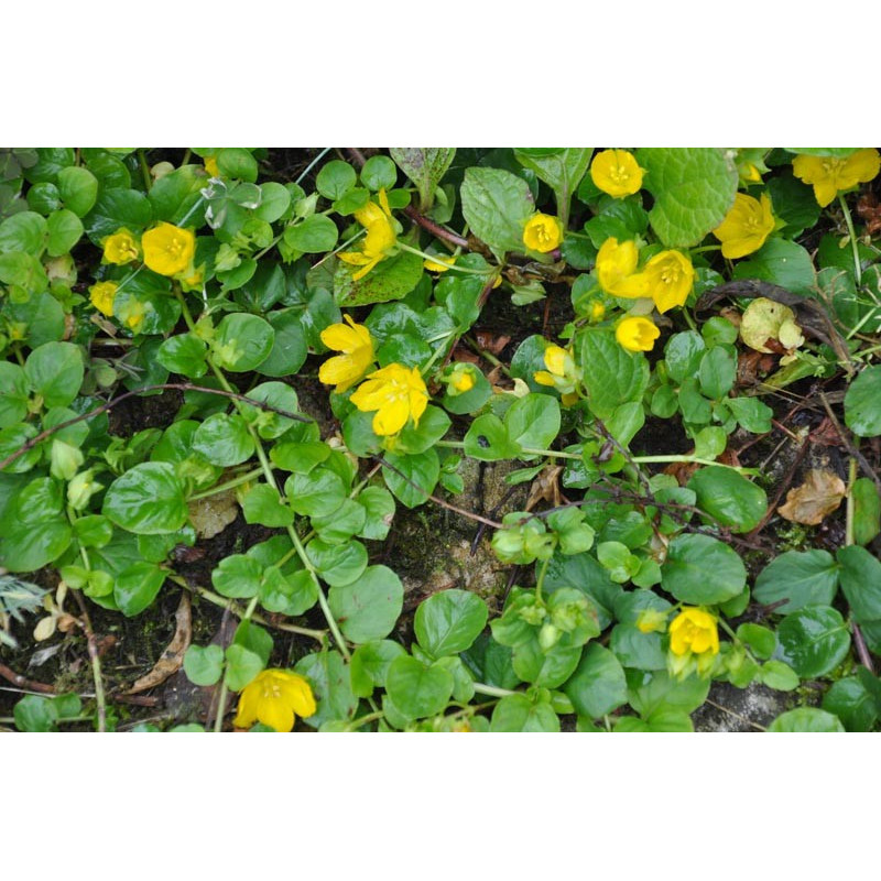 Lysimachia nummularia